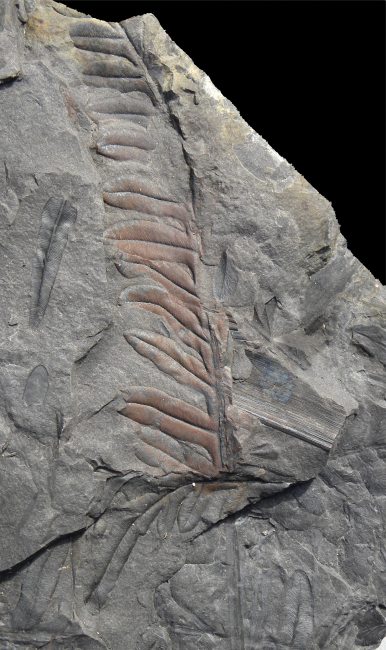 Alethopteris serlii
